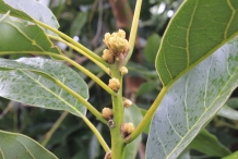 Avocado-bud-Alligator Pear