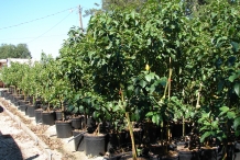 Avocado-farm-Avocado Pear