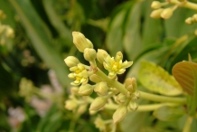 Avocado-flower-Āpuka
