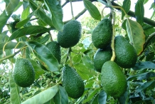 Avocado-fruit-Advocaat