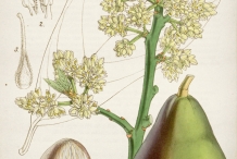 Avocado-illustration-Abacate