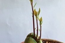 Avocado-sprouts-You Li