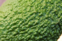 Avocado-texture-Zhang Li