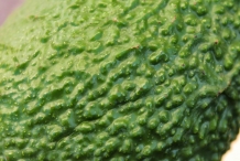 Avocado-texture-Zhang Li