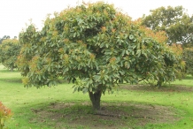 Avocado-tree-Āpoka