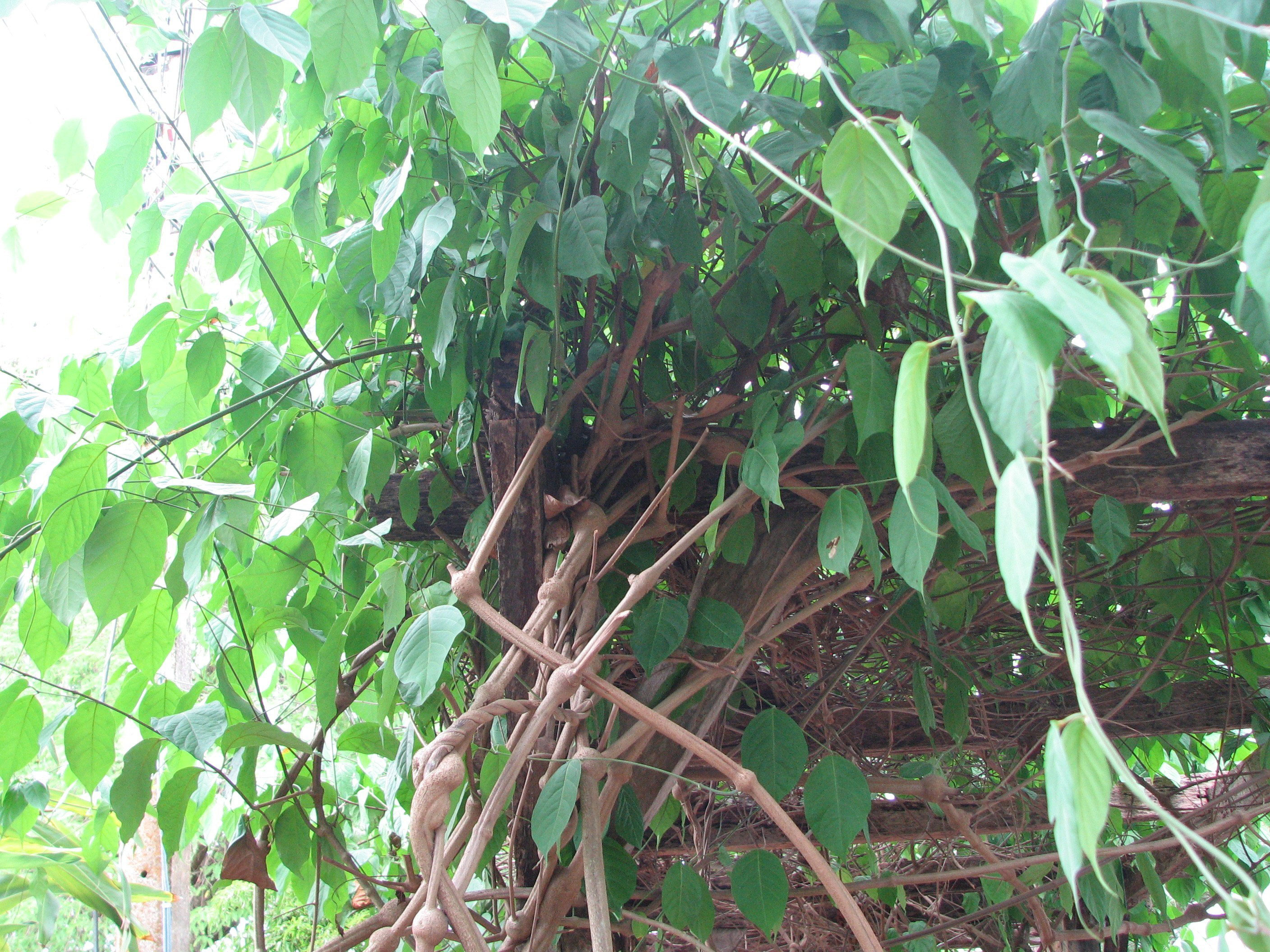 Ayahuasca-plant