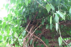 Ayahuasca-plant