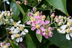 Flowers-of-Ayahuasca