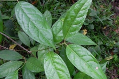 Leaves-of-Ayahuasca