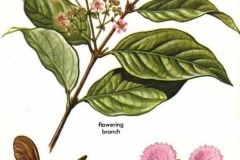 Plant-illustration-of-Ayahuasca
