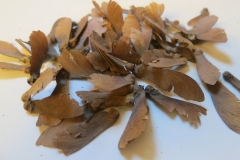 Seeds-of-Ayahuasca