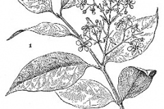 Sketch-of-Ayahuasca