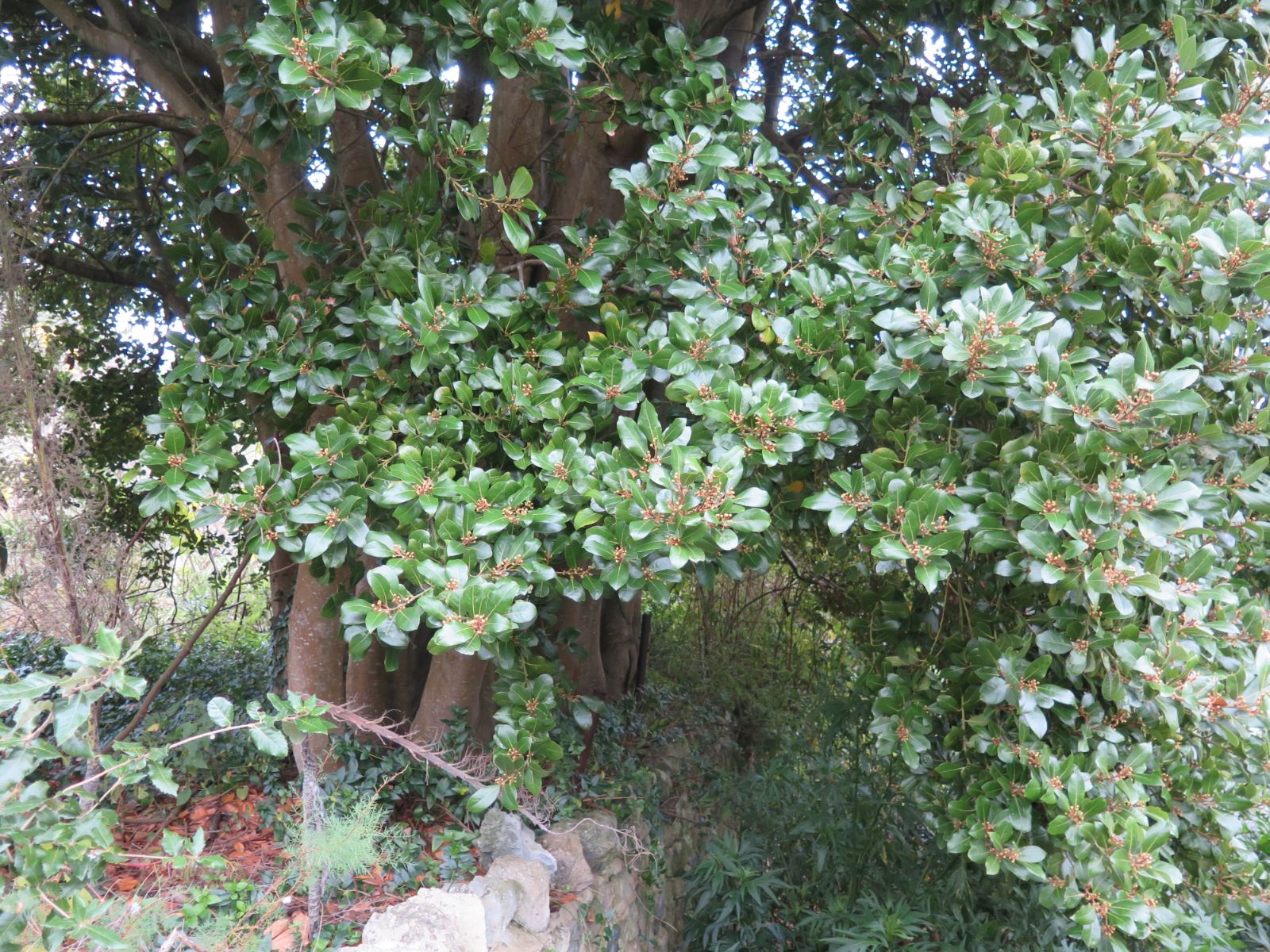 Azores-laurel-plant