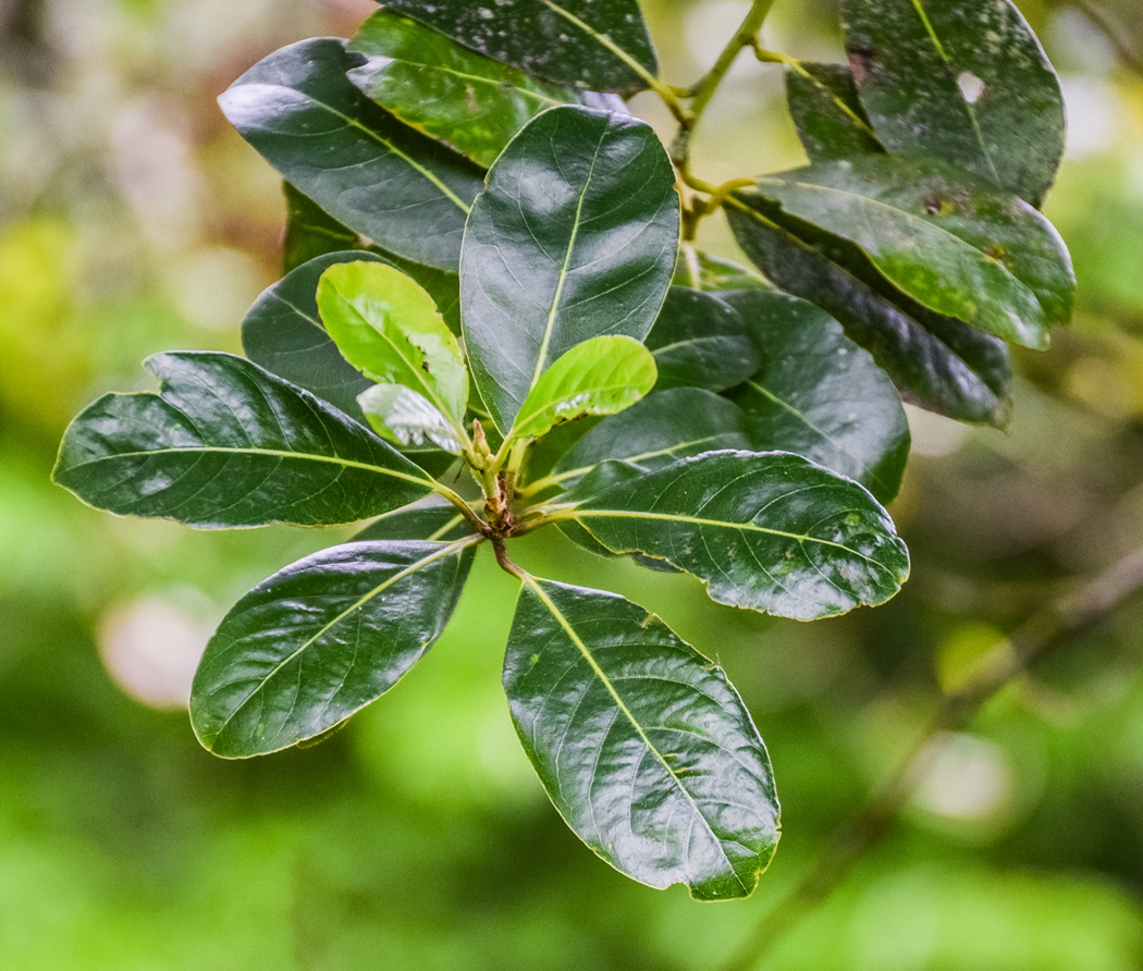 Leaves-of-Azores-laurel