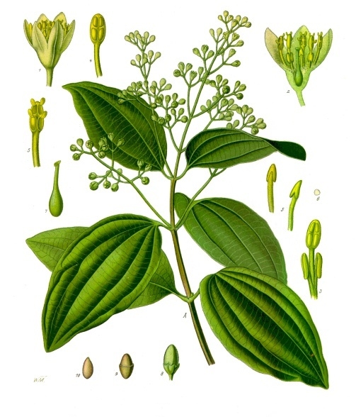Plant-Illustration-of-Azores-laurel