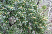 Azores-laurel-plant-growing-wild