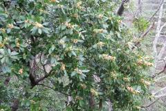 Azores-laurel-plant-growing-wild