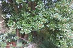 Azores-laurel-plant