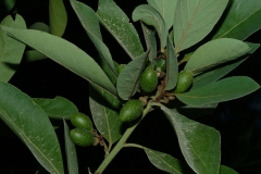 Immature-fruits-of-Azores-laurel