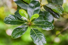 Leaves-of-Azores-laurel