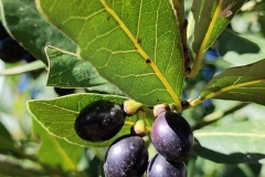 Mature-fruits-of-Azores-laurel
