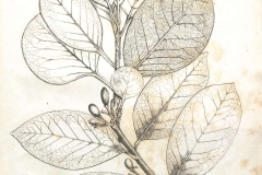 Sketch-of-Azores-laurel