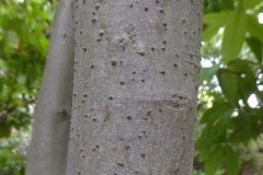 Trunk-of-Azores-laurel