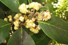 Flowers-of-Azores-laurel