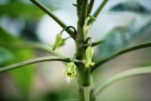 Babaco-flower