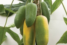 Babaco-fruit
