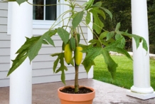 Babaco-plant
