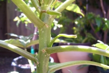 Babaco-stem