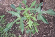Leaves-of-Babaco