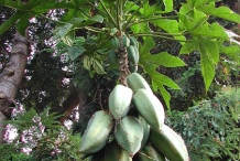Unripe-Babaco-in-the-tree