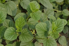 Leaves