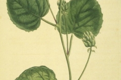 Plant-illustration