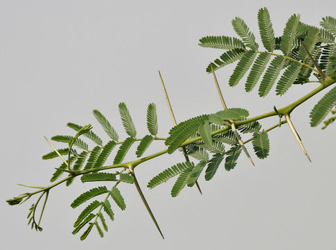 Babool-Prickly acacia