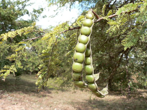 Babool-Sant tree