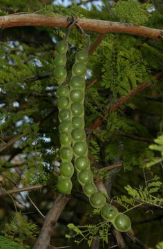 Babool-Thorn mimosa
