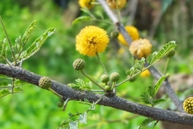 Babool-Egyptian acacia