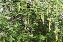 Babool-Prickly mimosa