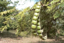 Babool-Sant tree