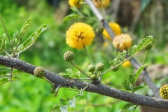 Babool-Egyptian acacia