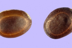 Babool-Egyptian thorn