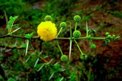 Babool-Karuvela maram