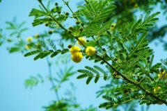 Babool-Nile acacia