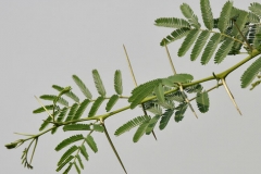 Babool-Prickly acacia