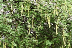 Babool-Prickly mimosa