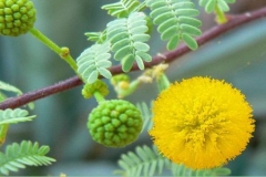Babool-Scented pod acacia