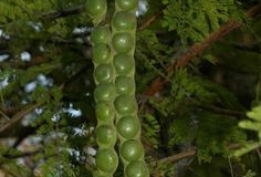 Babool-Thorn mimosa